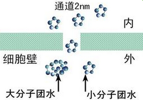 小分子团水